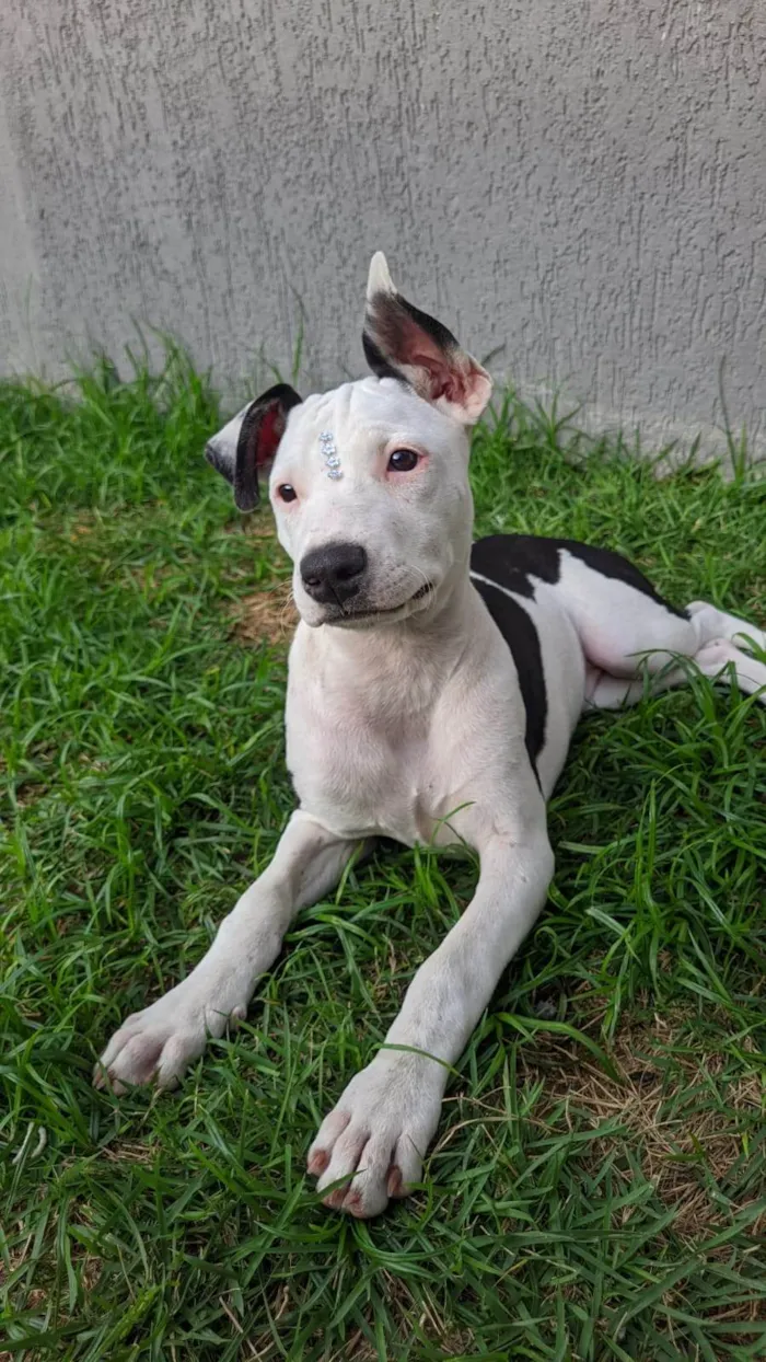 Cachorro ra a Pit-Bull idade 7 a 11 meses nome Gaia