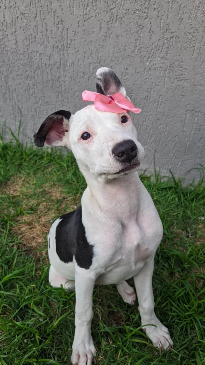 Cachorro ra a Pit-Bull idade 7 a 11 meses nome Gaia