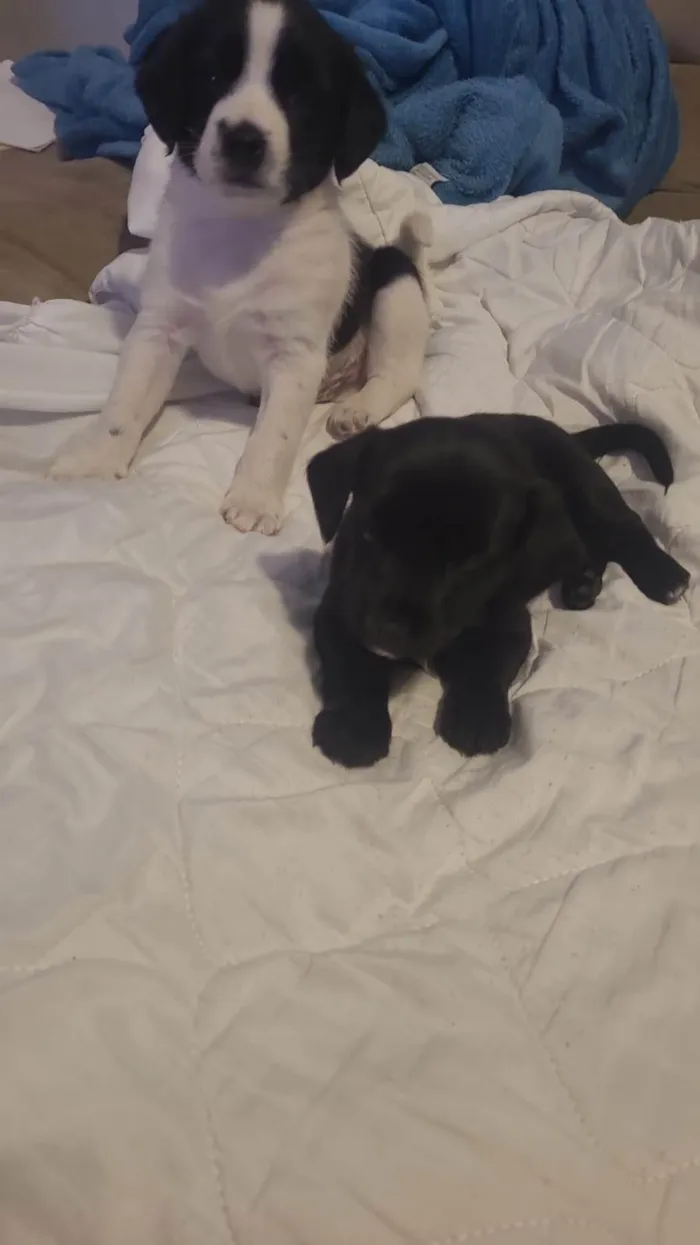 Cachorro ra a Lhasa Apso idade Abaixo de 2 meses nome Cachorrinhos 