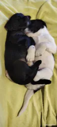 Cachorrinhos 