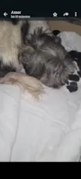Cachorrinhos 