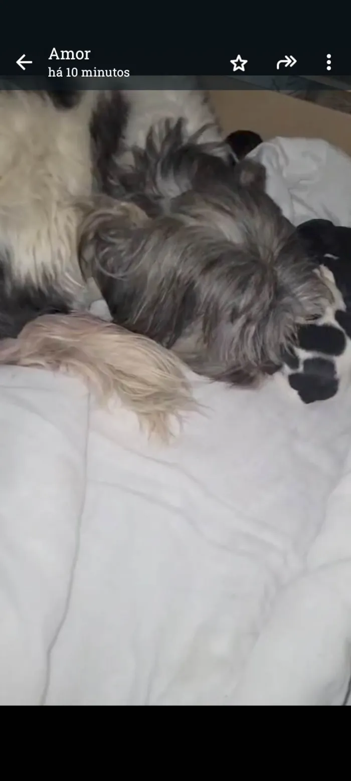 Cachorro ra a Lhasa Apso idade Abaixo de 2 meses nome Cachorrinhos 