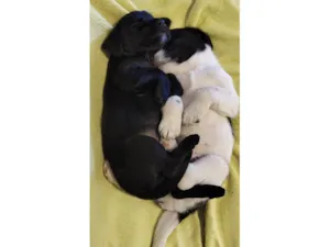 Cachorro raça Lhasa Apso idade Abaixo de 2 meses nome Cachorrinhos 