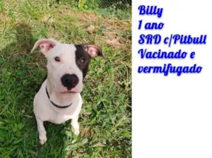 Cachorro raça SRD-ViraLata idade 1 ano nome Billy 