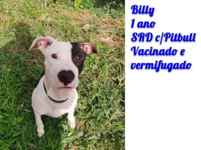 Cachorro raça SRD-ViraLata idade 1 ano nome Billy 