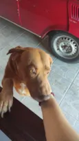 Scooby