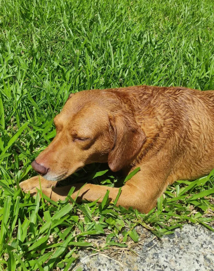 Cachorro ra a SRD-ViraLata idade 5 anos nome Scooby 