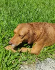 Scooby