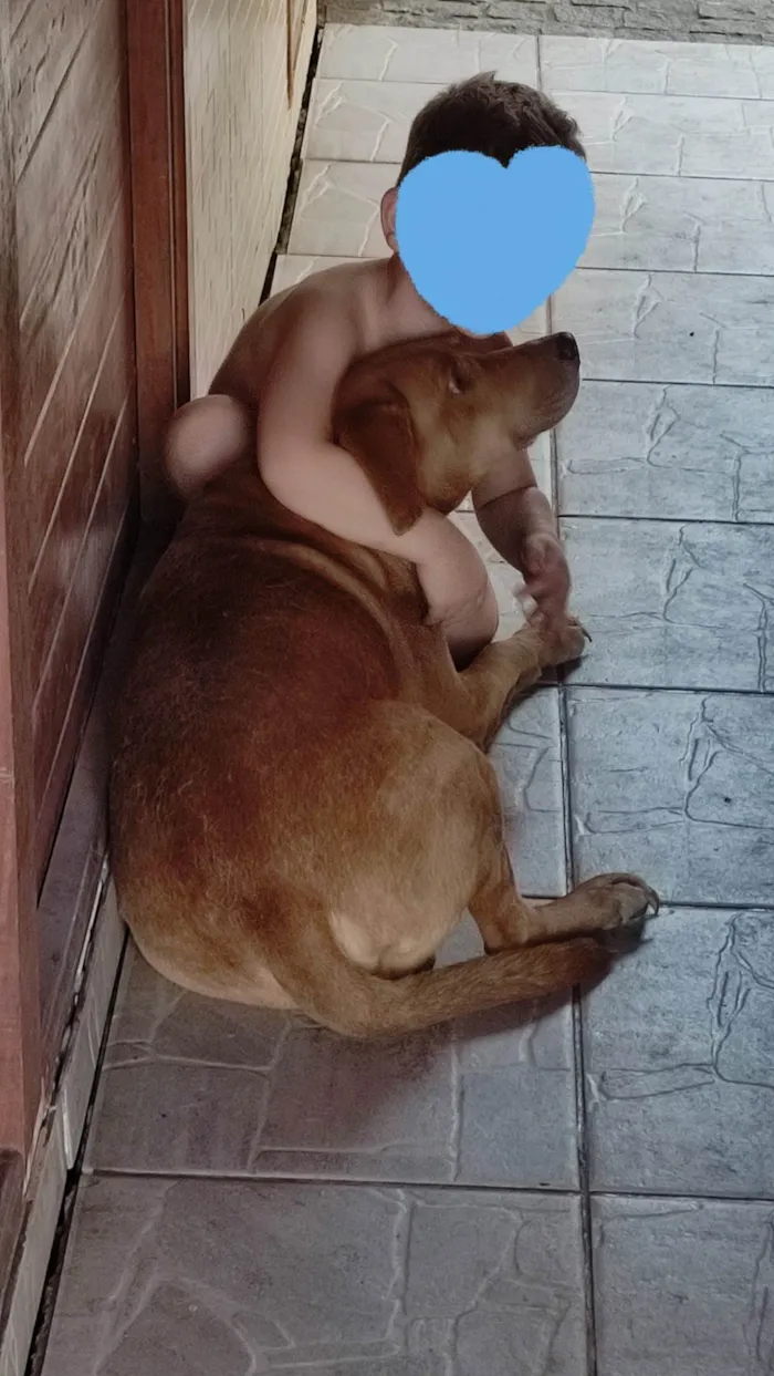 Cachorro ra a SRD-ViraLata idade 5 anos nome Scooby 