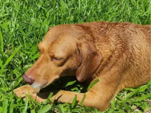 Cachorro raça SRD-ViraLata idade 5 anos nome Scooby 