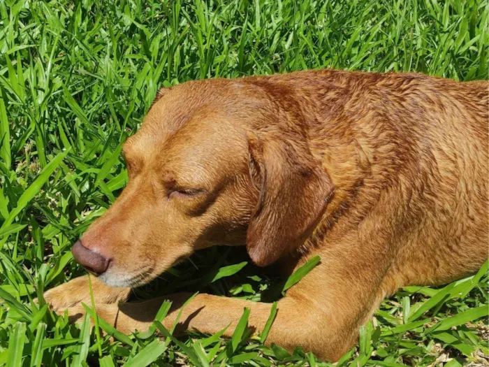 Cachorro ra a SRD-ViraLata idade 5 anos nome Scooby 