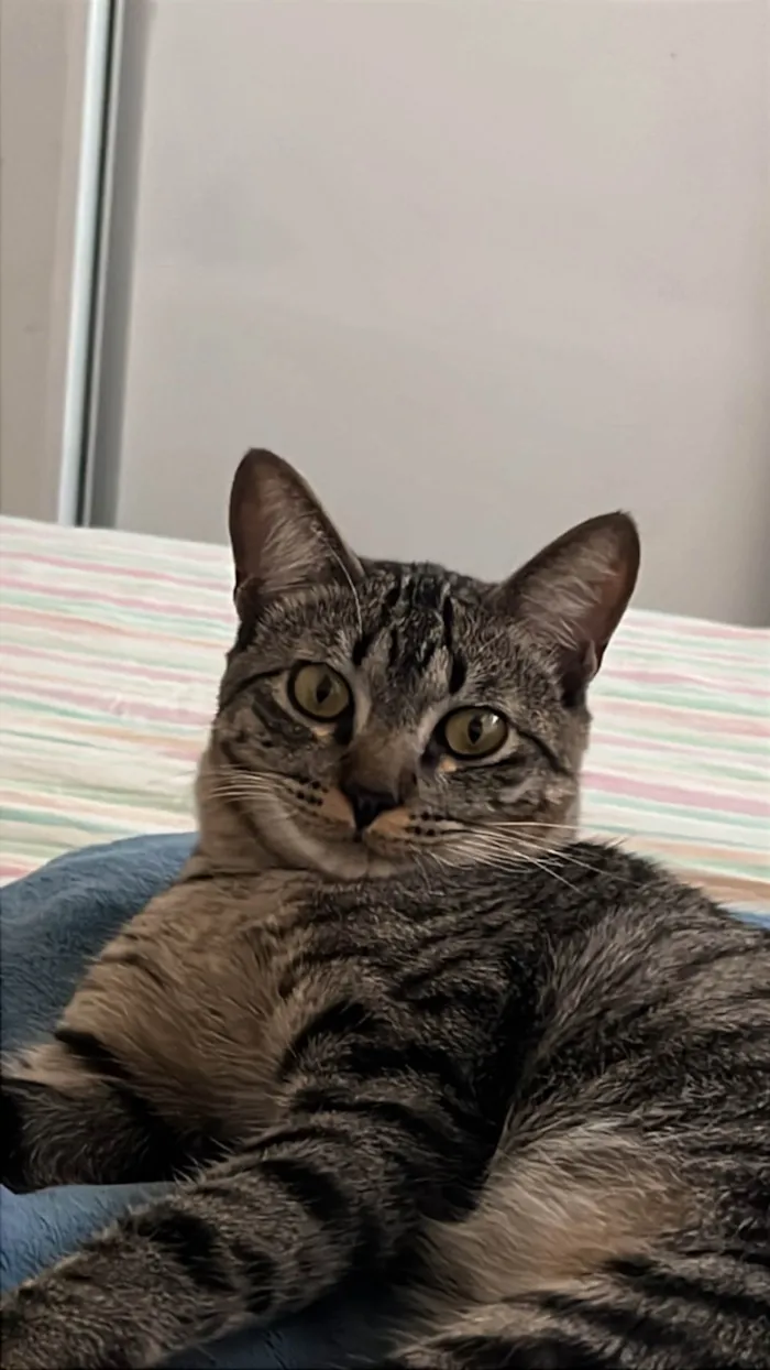 Gato ra a SRD-ViraLata idade 7 a 11 meses nome Shaw 
