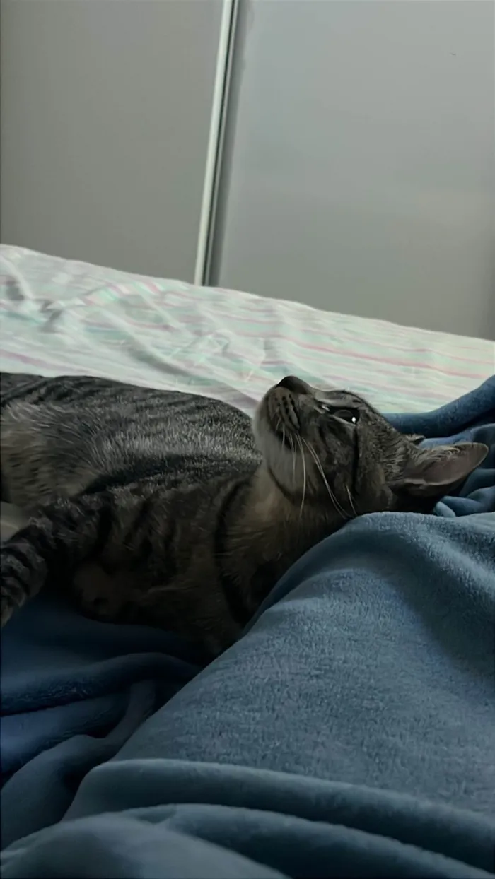 Gato ra a SRD-ViraLata idade 7 a 11 meses nome Shaw 