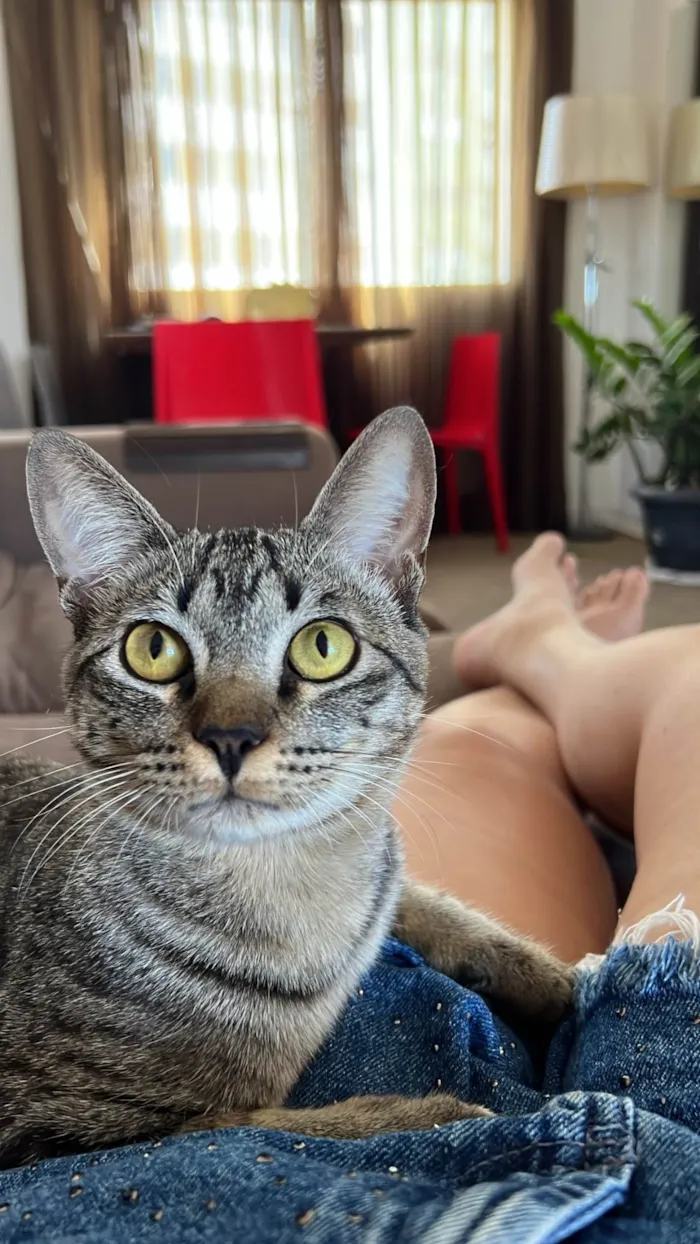 Gato ra a SRD-ViraLata idade 7 a 11 meses nome Shaw 
