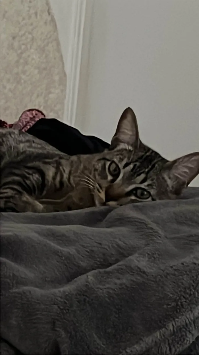 Gato ra a SRD-ViraLata idade 7 a 11 meses nome Shaw 