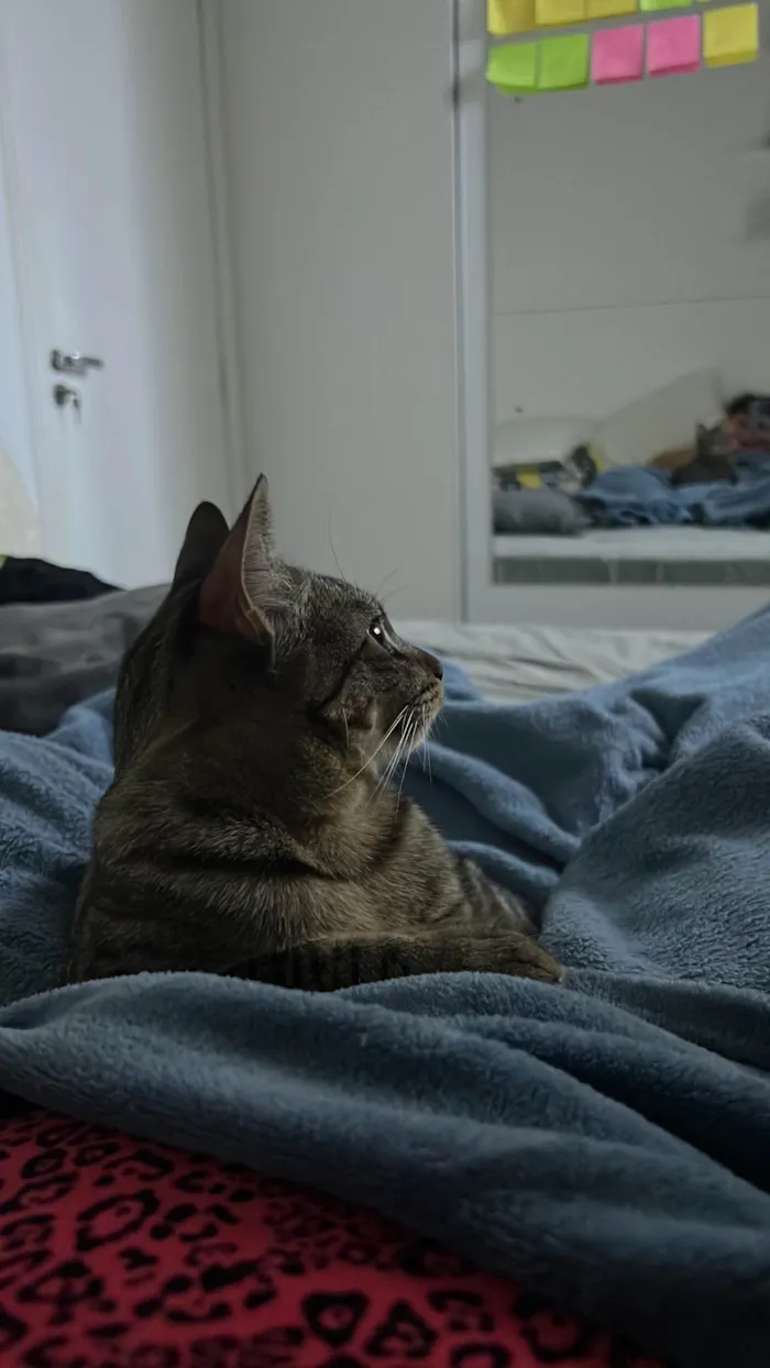 Gato ra a SRD-ViraLata idade 7 a 11 meses nome Shaw 