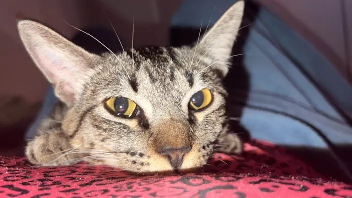 Gato ra a SRD-ViraLata idade 7 a 11 meses nome Shaw 