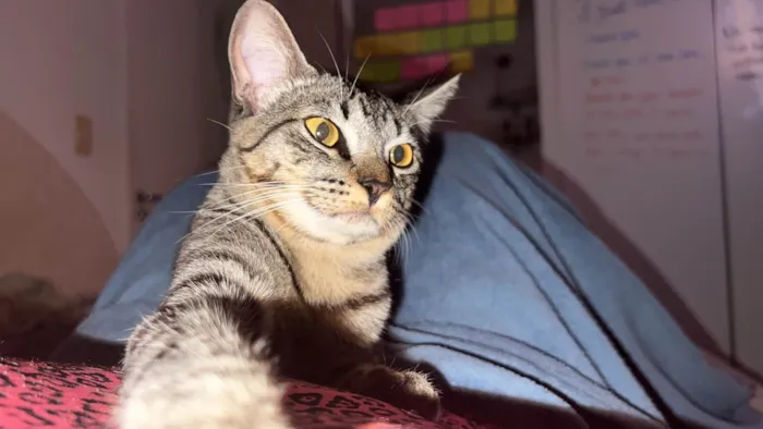 Gato ra a SRD-ViraLata idade 7 a 11 meses nome Shaw 