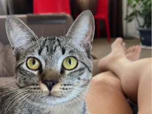 Gato raça SRD-ViraLata idade 7 a 11 meses nome Shaw 