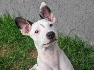 Cachorro raça Pit-Bull idade 7 a 11 meses nome Gaia
