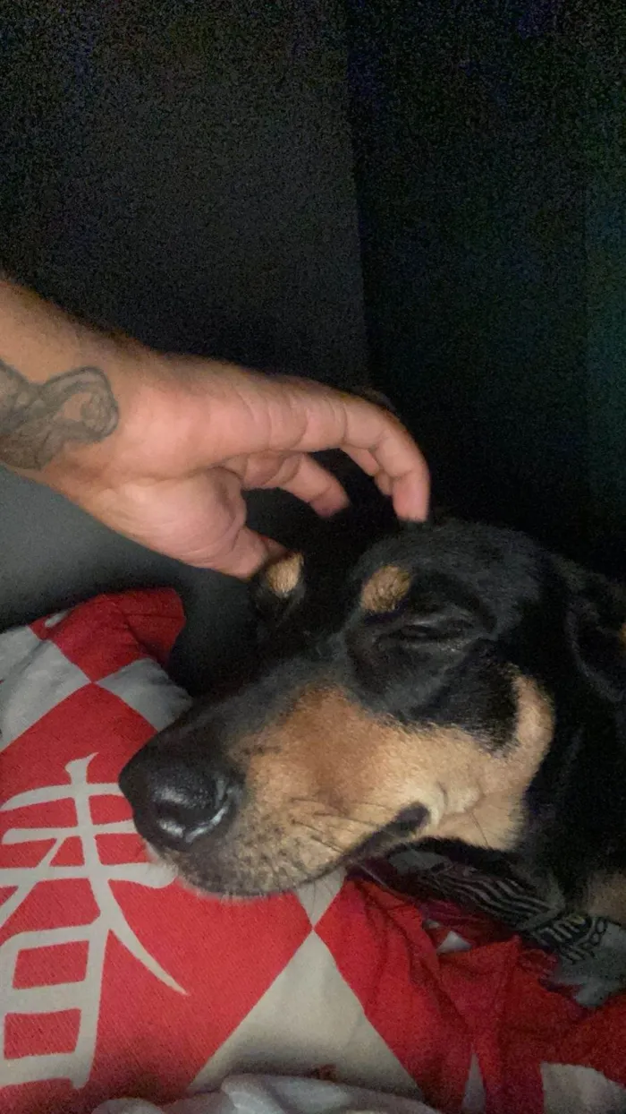 Cachorro ra a SRD-ViraLata idade 2 anos nome Maya