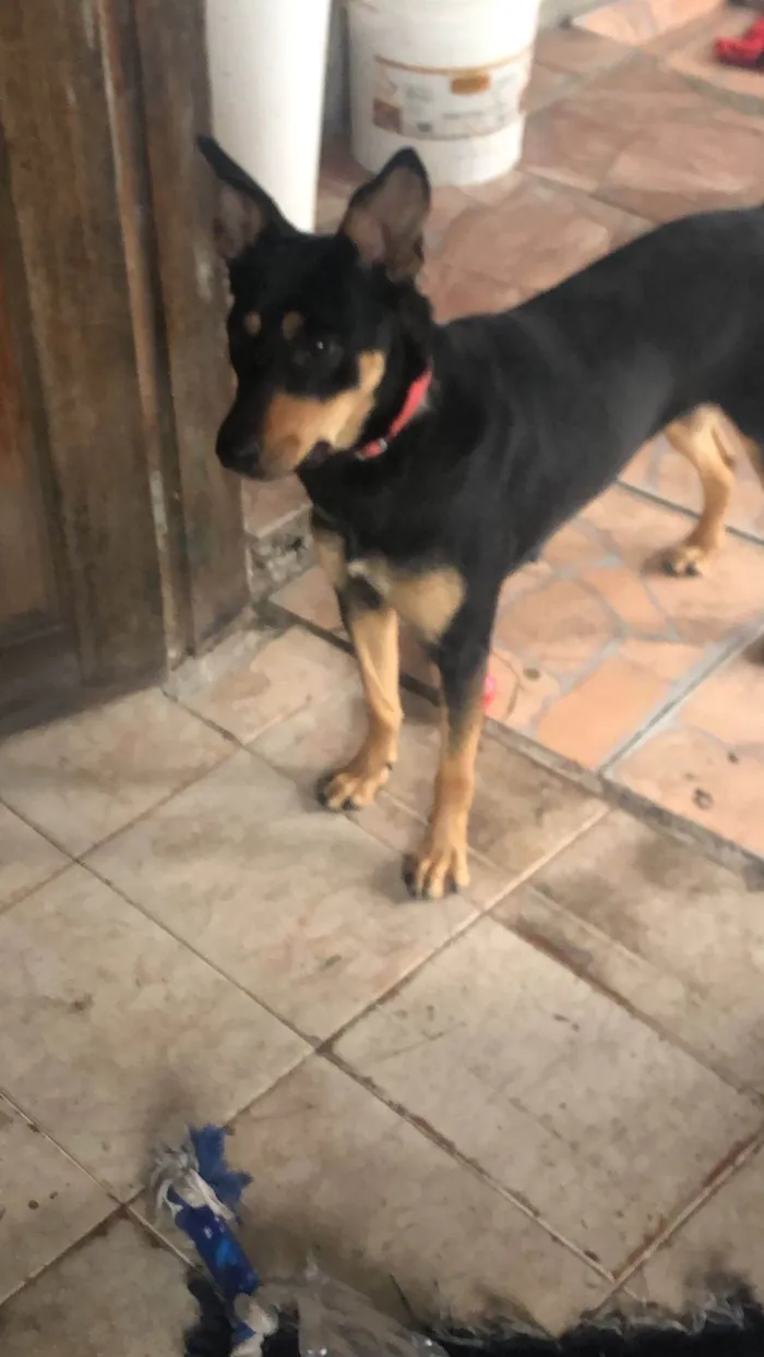 Cachorro ra a SRD-ViraLata idade 2 anos nome Maya