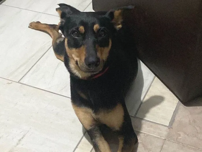 Cachorro ra a SRD-ViraLata idade 2 anos nome Maya