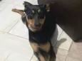 Maya