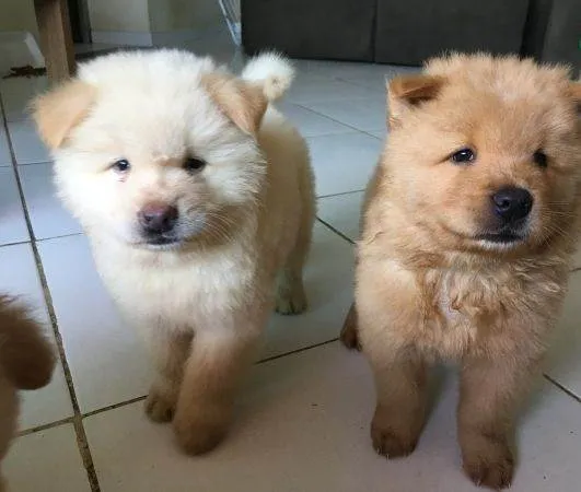 Cachorro ra a Chow Chow idade 2 a 6 meses nome Nina
