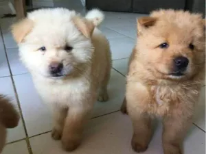 Cachorro raça Chow Chow idade 2 a 6 meses nome Nina