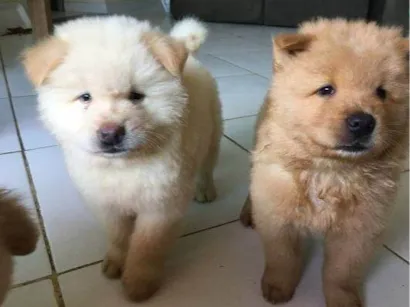 Cachorro raça Chow Chow idade 2 a 6 meses nome Nina