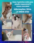 Três gatinhos machos