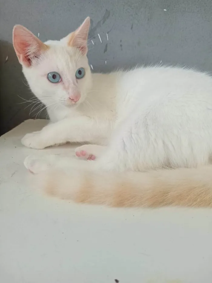 Gato ra a SRD-ViraLata idade 2 a 6 meses nome Três gatinhos machos 