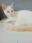 Três gatinhos machos