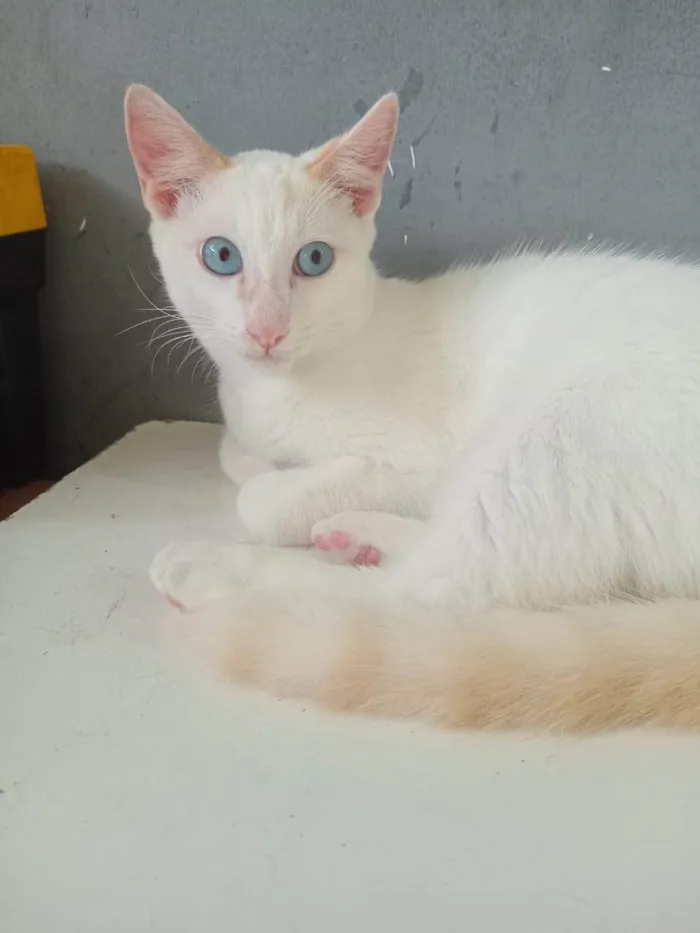 Gato ra a SRD-ViraLata idade 2 a 6 meses nome Três gatinhos machos 