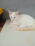 Três gatinhos machos