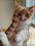 Três gatinhos machos