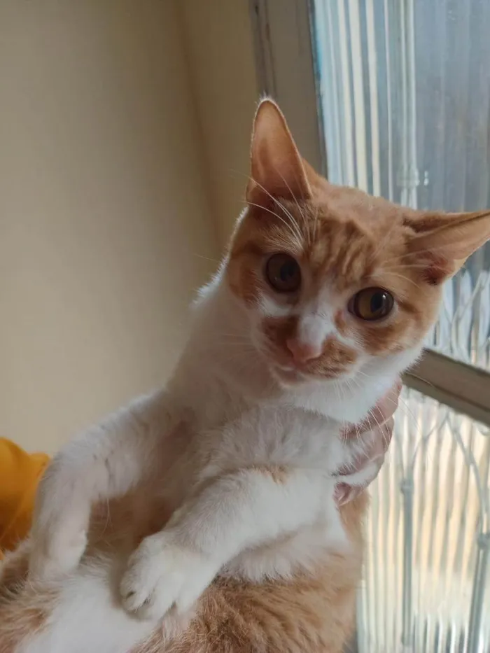 Gato ra a SRD-ViraLata idade 2 a 6 meses nome Três gatinhos machos 