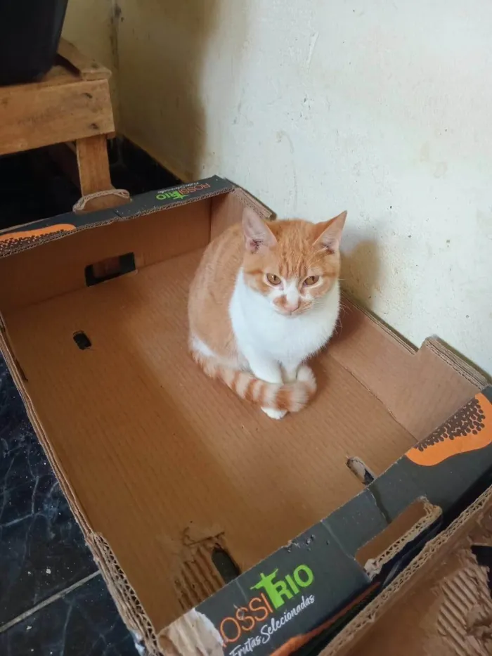 Gato ra a SRD-ViraLata idade 2 a 6 meses nome Três gatinhos machos 