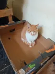 Três gatinhos machos