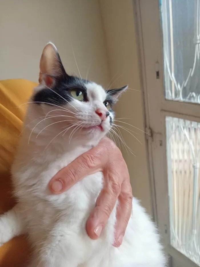 Gato ra a SRD-ViraLata idade 2 a 6 meses nome Três gatinhos machos 