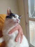 Três gatinhos machos