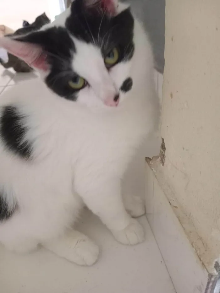 Gato ra a SRD-ViraLata idade 2 a 6 meses nome Três gatinhos machos 