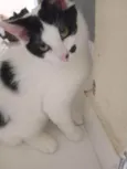 Três gatinhos machos