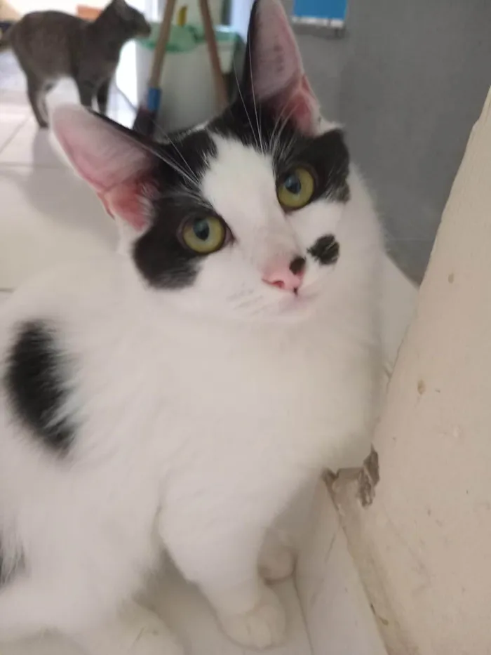 Gato ra a SRD-ViraLata idade 2 a 6 meses nome Três gatinhos machos 