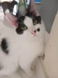 Três gatinhos machos
