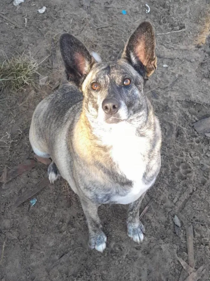 Cachorro ra a SRD-ViraLata idade 5 anos nome Tigresa