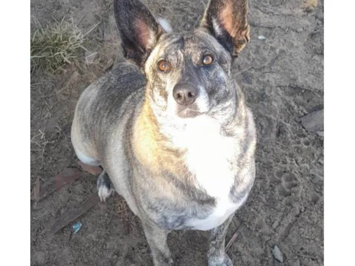 Cachorro ra a SRD-ViraLata idade 5 anos nome Tigresa