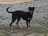Cachorro ra a SRD-ViraLata idade 2 a 6 meses nome Sem nome