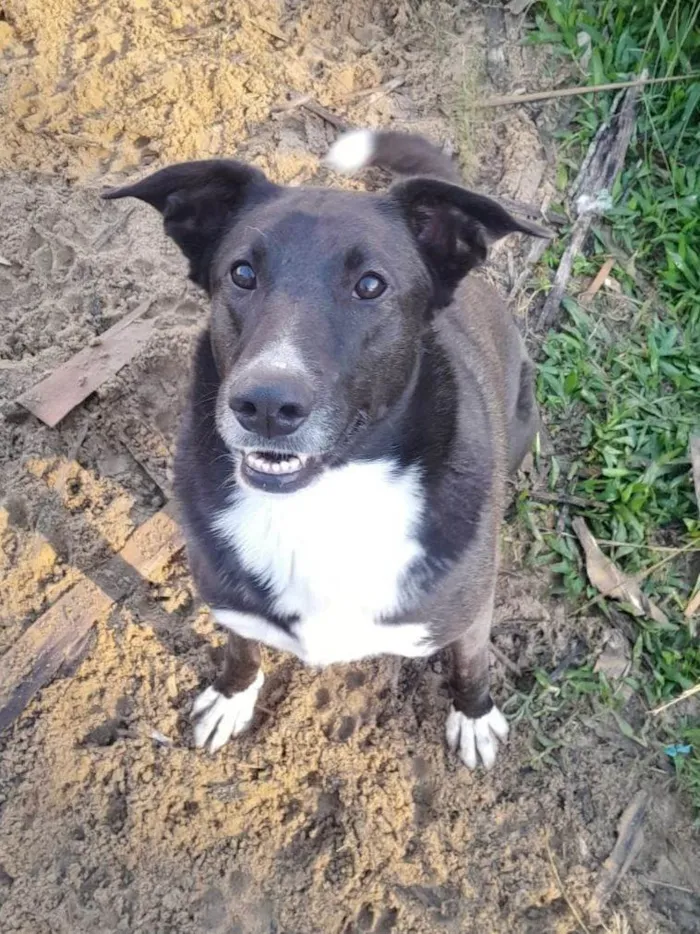 Cachorro ra a SRD-ViraLata idade 3 anos nome Pretinha